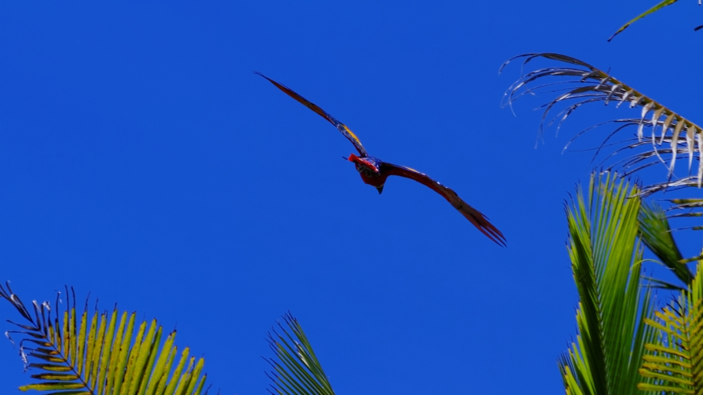 11 - Corcovado NP (23).jpg